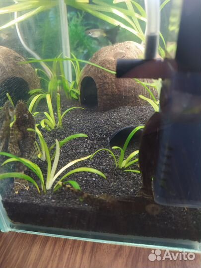 Сом анциструс