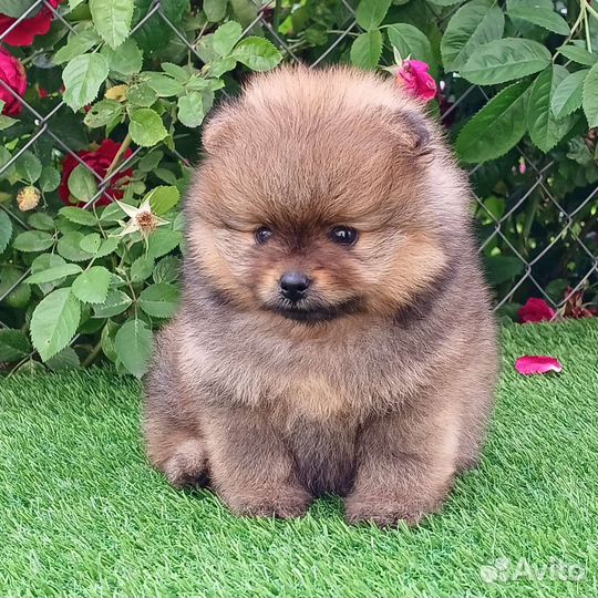 Померанский шпиц