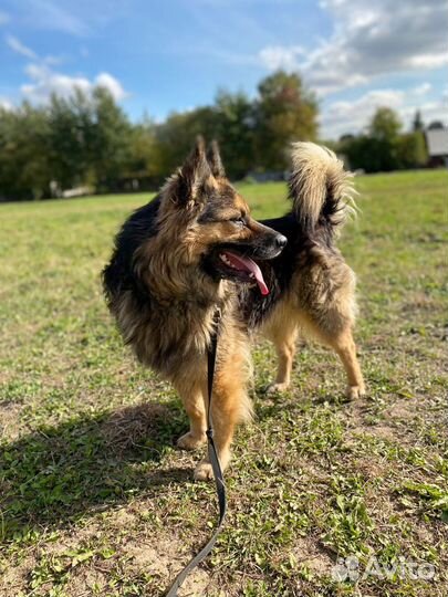 В добрые руки метис овчарки