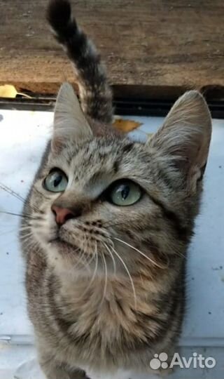 Скромная и нежная кошечка ищет дом