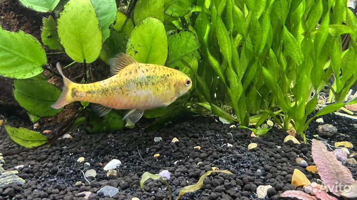 Аквариумные рыбки