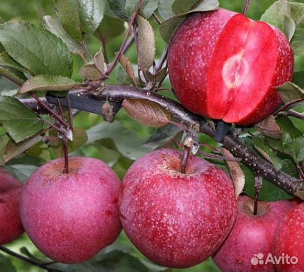 Саженцы яблони Ред Кетти