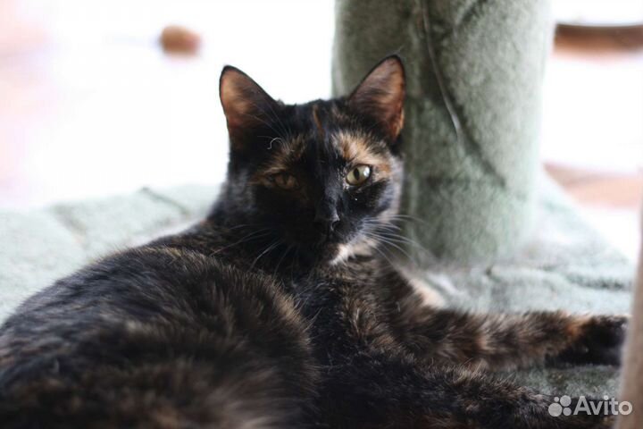 Кошки в добрые руки