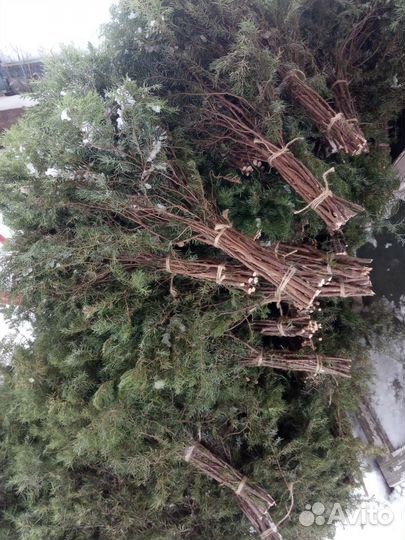 Веники пихтовый и можжевельника