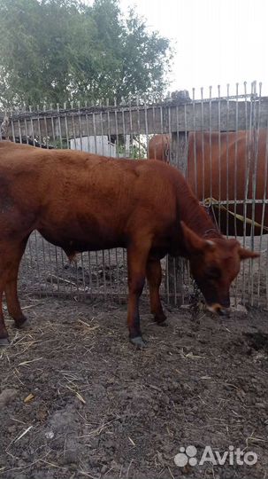 Корова стельная дойная