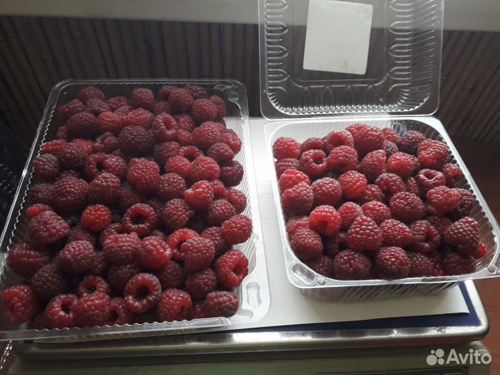 Саженцы малины