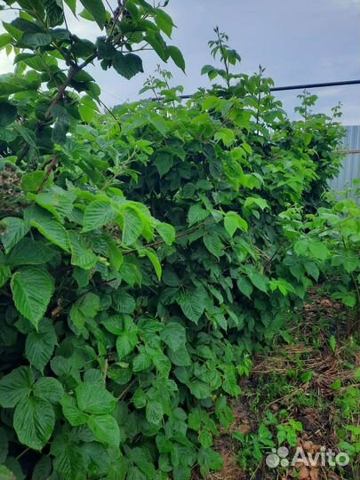 Саженцы ежевики