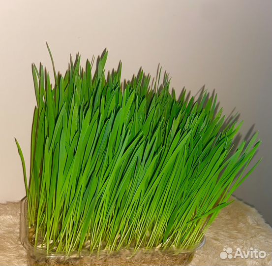 Микрозелень пшеница, овёс, ячмень