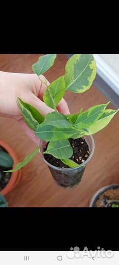 Сортовые фикусы