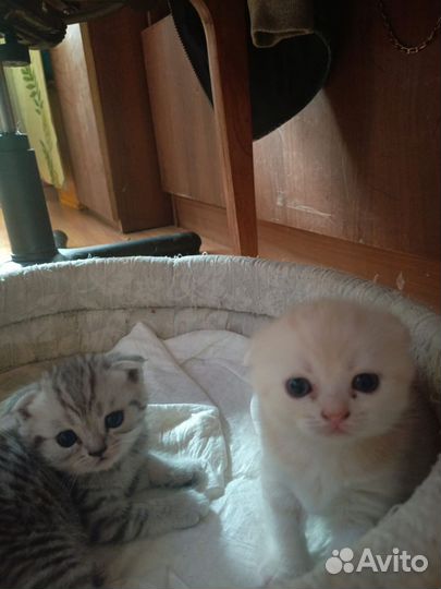 Шотландские котята