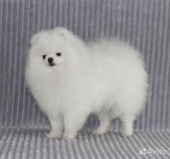 Померанский шпиц