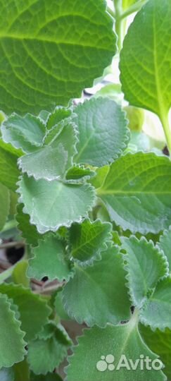 Сансевиерия. Плектрантус ароматный