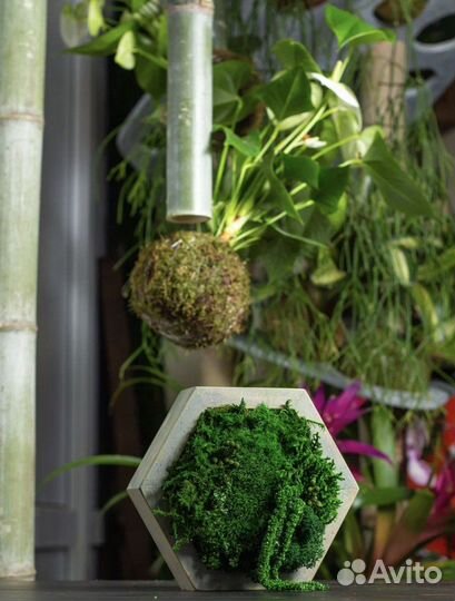 Стабилизированный мох в деревянной форме сота