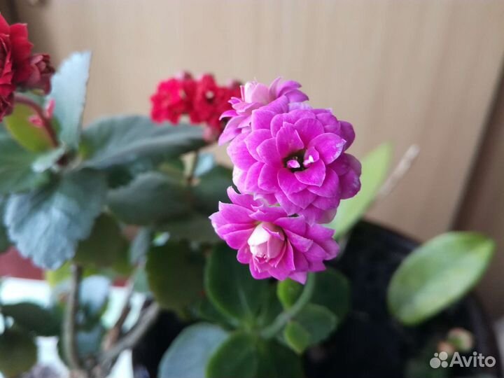Каланхоэ цветущее и лечебное