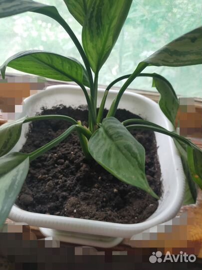 Домашние растения