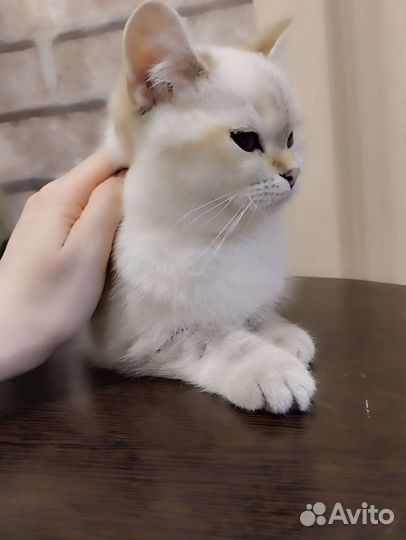 Британская кошка в дар