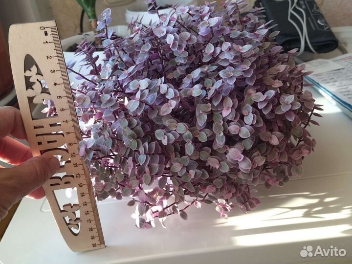 Каллизия розовая пантера