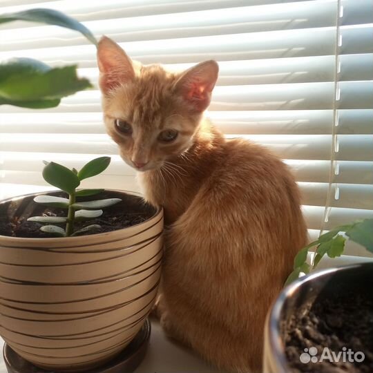 Отдам даром бесплатно