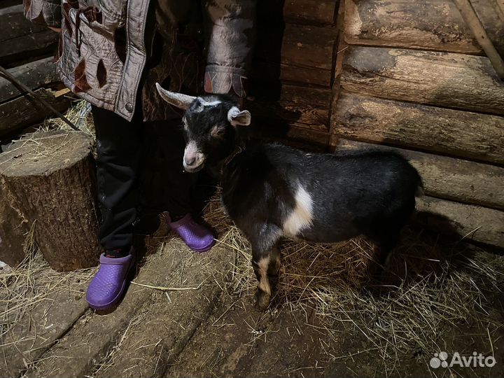 Продаю коз и козлят