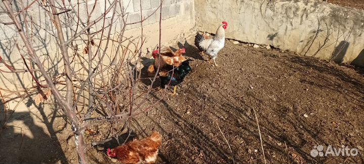 Петухи молодые