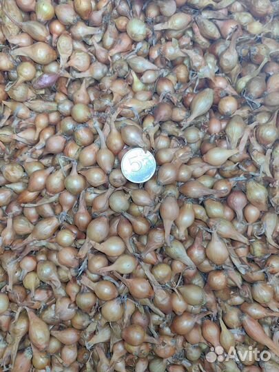 Лук-севок Штуттгартер Ризен