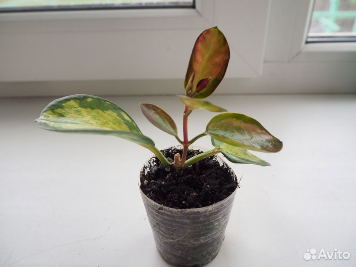 Хойя аустралис лиза