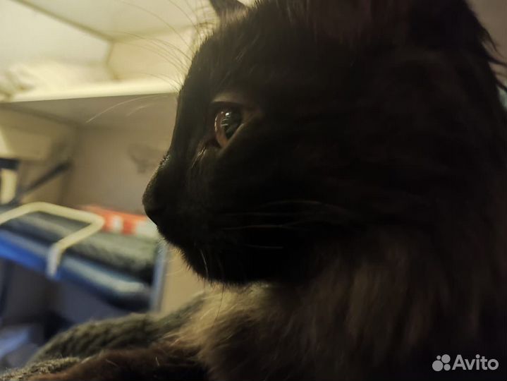 Котик в добрые руки