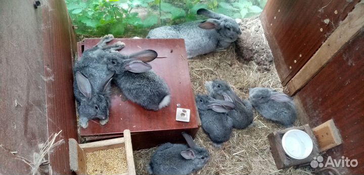 Кролики