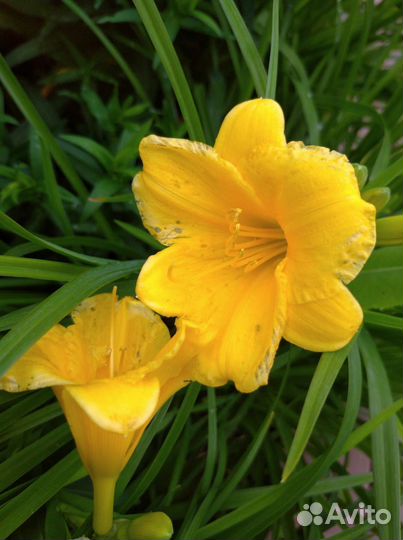 Лилейники сортовые Джовиал, Кустард Канди