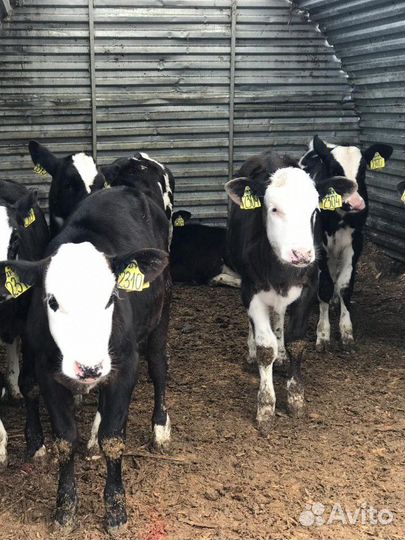 Телята бычки