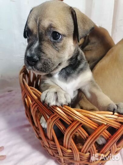 Стаффордширский терьер