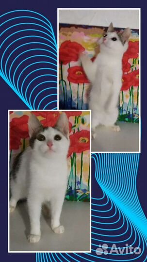 Котенок в добрые руки