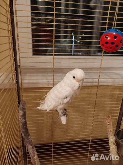 Попугай Какаду