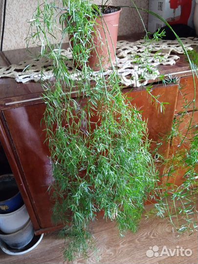 Нолина1ооор