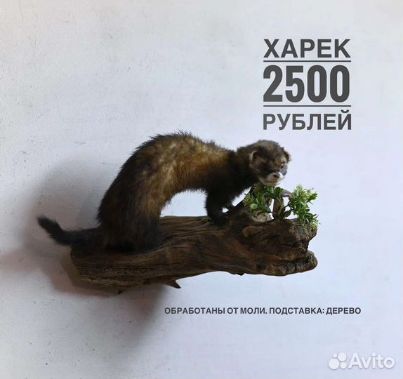 Чучело белки ворон енот и другие