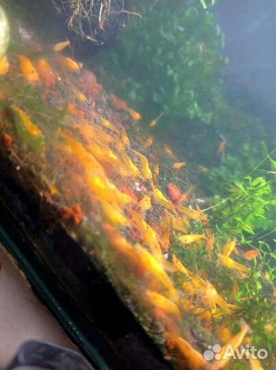Аквариумные креветки