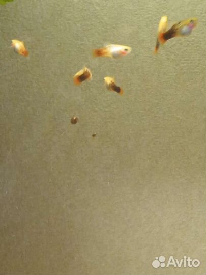 Пецилия Красночерная, Рижская и Неоновая