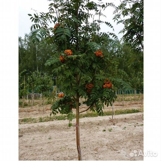 Саженцы рябины. Высота 0,5 - 3 метра