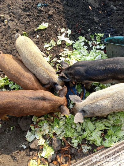 Поросята Венгерская мангалица