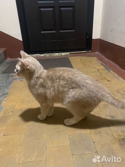 Кошка ищет дом