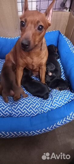 Щенки цвергпинчера (минидоберман)