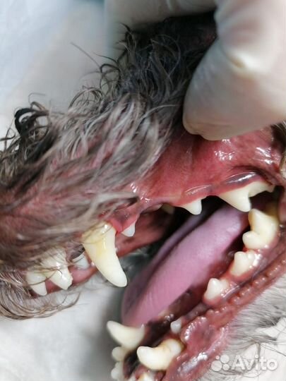 Ультразвуковая чистка зубов собаке, кошке