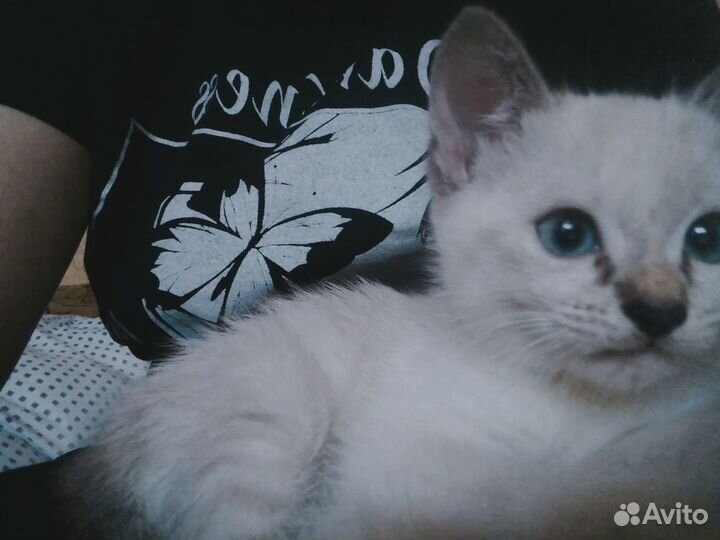 Кошечка в добрые руки