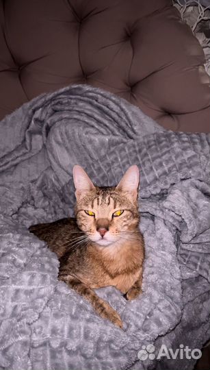 Кошка