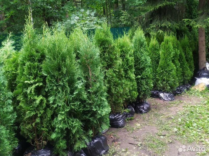 Туя смарагд