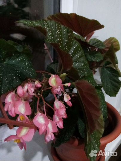 Цветы комнатные