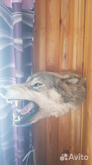 Чучело голова волка