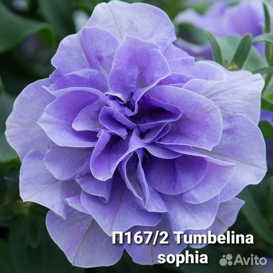 Петуния вегетативная часть 1