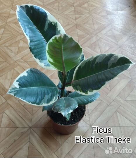 Фикус Эластика Тинеке / Ficus Elastica Tineke