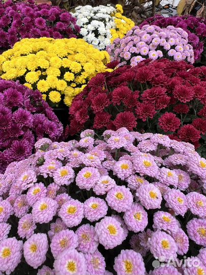 Хризантема